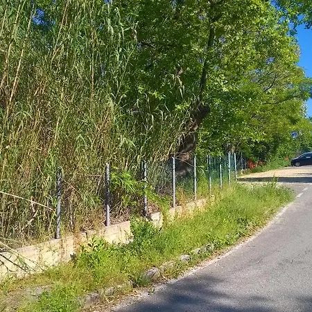 Collemare Daire Pesaro